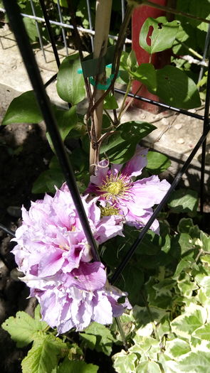Clematis Montana - outdoor
