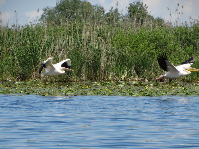 DSC01202 - 3-Salbaticiuni Delta Dunarii