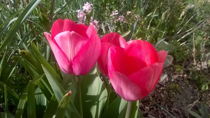 WP_20160404_09_48_37_Pro - Lalele