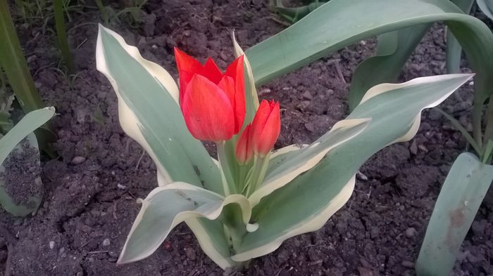 WP_20160406_16_02_51_Pro - Lalele