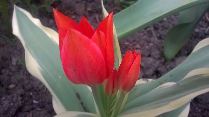WP_20160406_16_03_01_Pro - Lalele