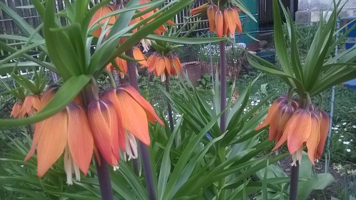 WP_20160406_16_03_20_Pro - Lalele