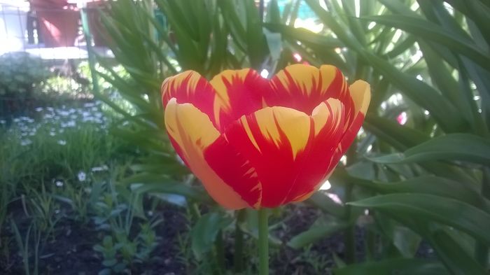 WP_20160416_12_26_36_Pro - Lalele