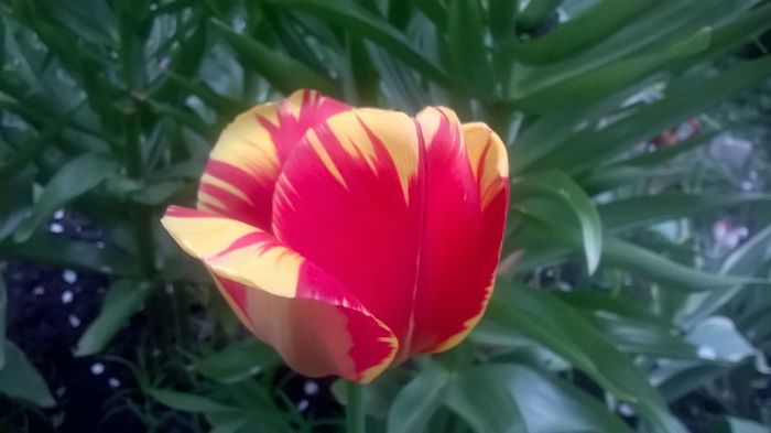 WP_20160419_07_14_23_Pro - Lalele