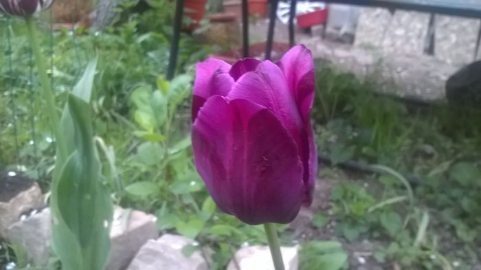 WP_20160419_07_14_36_Pro - Lalele