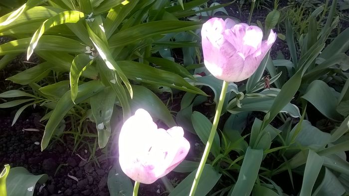 WP_20160422_17_52_42_Pro - Lalele