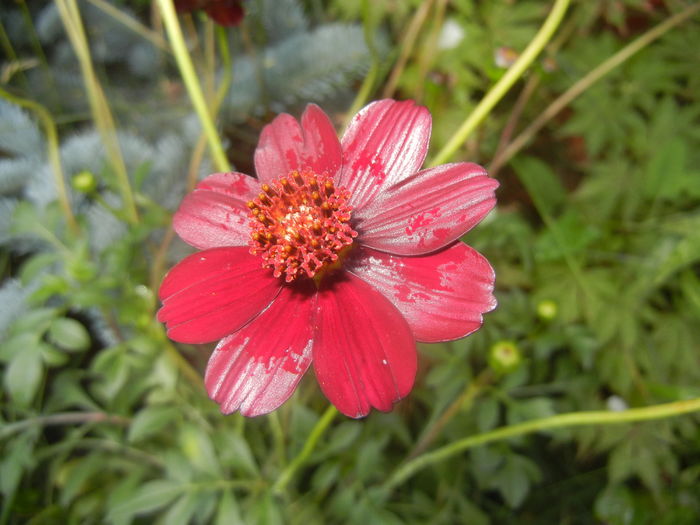 Cosmos atrosanguineus (2015, July 14)