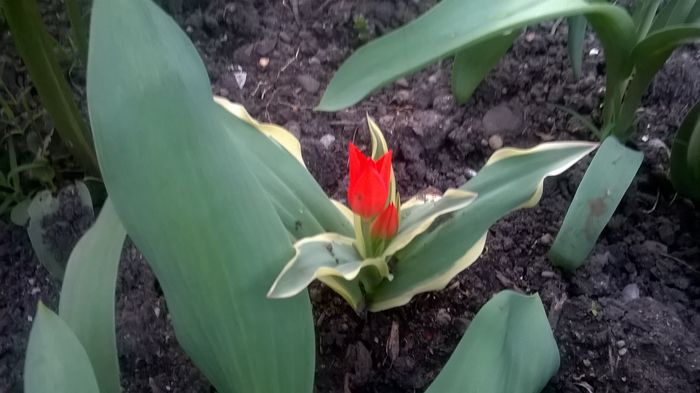 WP_20160405_19_21_34_Pro - Lalele