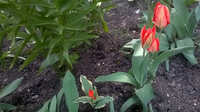 WP_20160405_19_21_47_Pro - Lalele