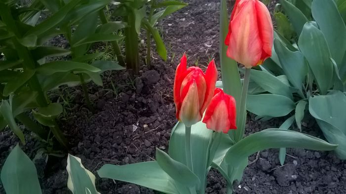 WP_20160405_19_21_53_Pro - Lalele