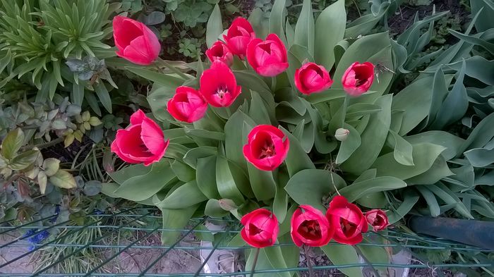 WP_20160407_17_24_03_Pro - Lalele