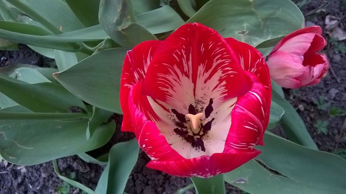 WP_20160407_17_24_36_Pro - Lalele