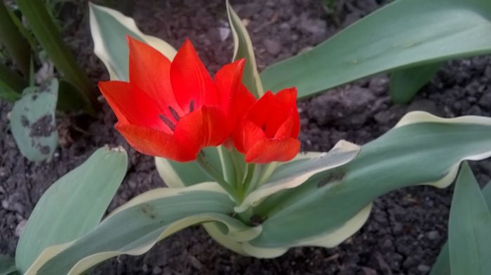 WP_20160407_17_25_18_Pro - Lalele