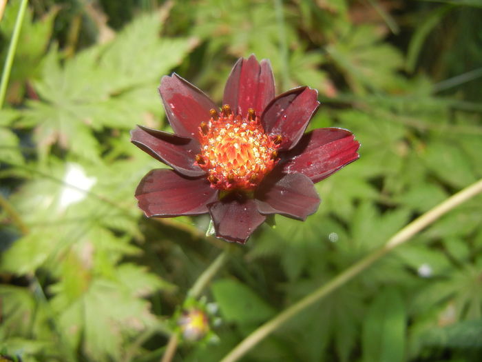 Cosmos atrosanguineus (2015, July 14)