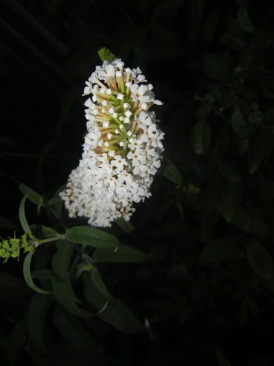 Buddleja davidii White (2015, Jul.15) - Buddleja White