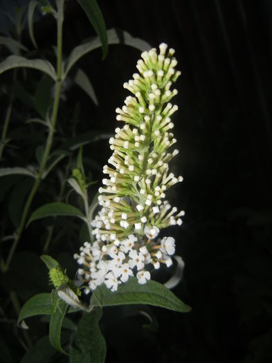 Buddleja davidii White (2015, Jul.15) - Buddleja White