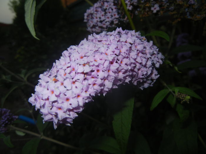 Buddleja davidii Purple (2015, Jul.15) - Buddleja Purple