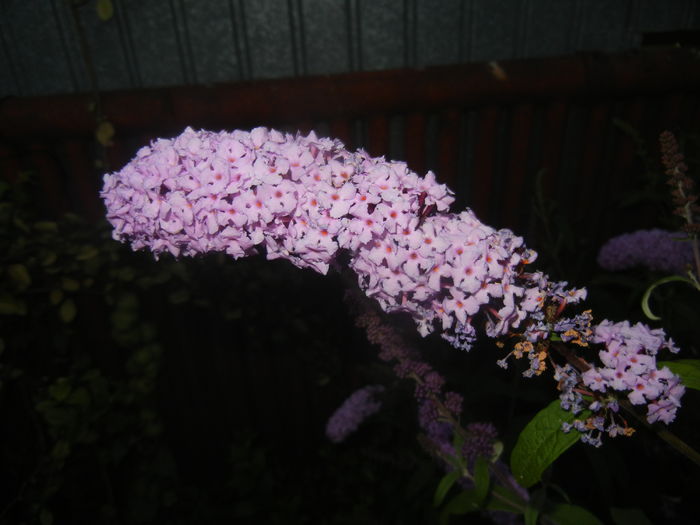 Buddleja davidii Purple (2015, Jul.15)