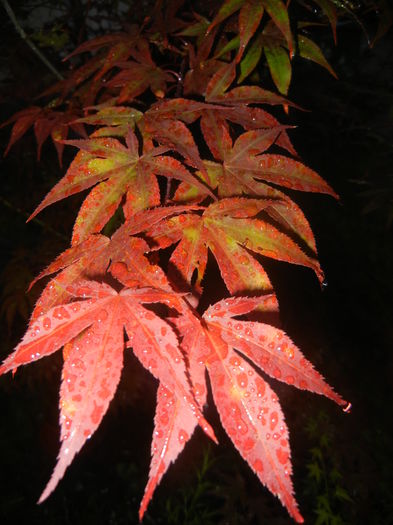 Acer palmatum Bloodgood (2015, Jul.15)