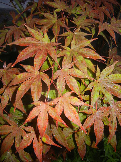 Acer palmatum Bloodgood (2015, Jul.15)