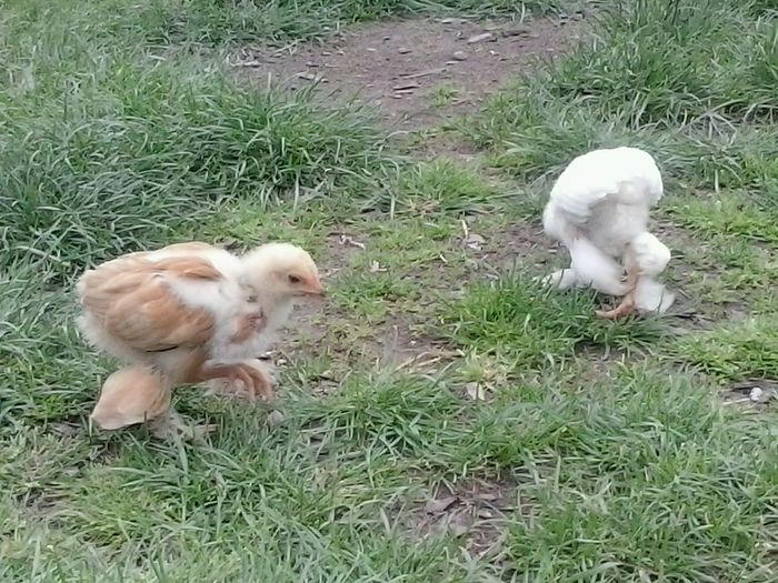 2016-05-15 18.23.52 - Gaini 2016-2017