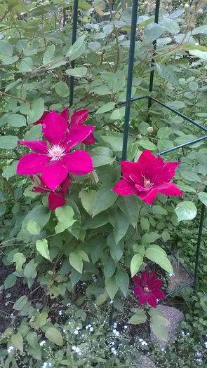 WP_20160514_050 - CLEMATITE