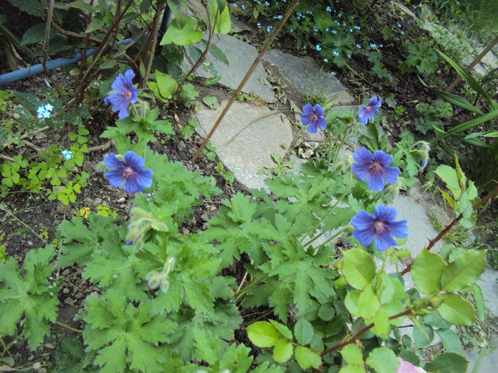 DSC00670 - Geranium si alte perene