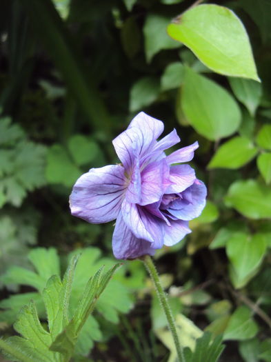 DSC00674 - Geranium si alte perene