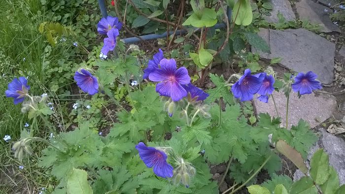 WP_20160516_030 - Geranium si alte perene