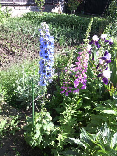 IMG_20160511_092742 - 01-Flori din curtea mea 2016