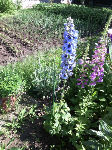 IMG_20160511_092747 - 01-Flori din curtea mea 2016