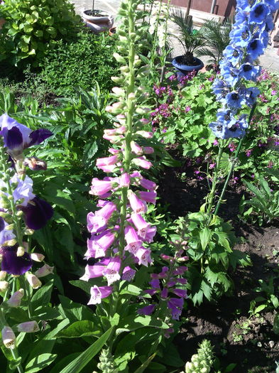 IMG_20160511_092820 - 01-Flori din curtea mea 2016