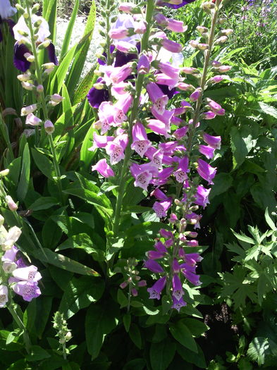 IMG_20160511_092807 - 01-Flori din curtea mea 2016