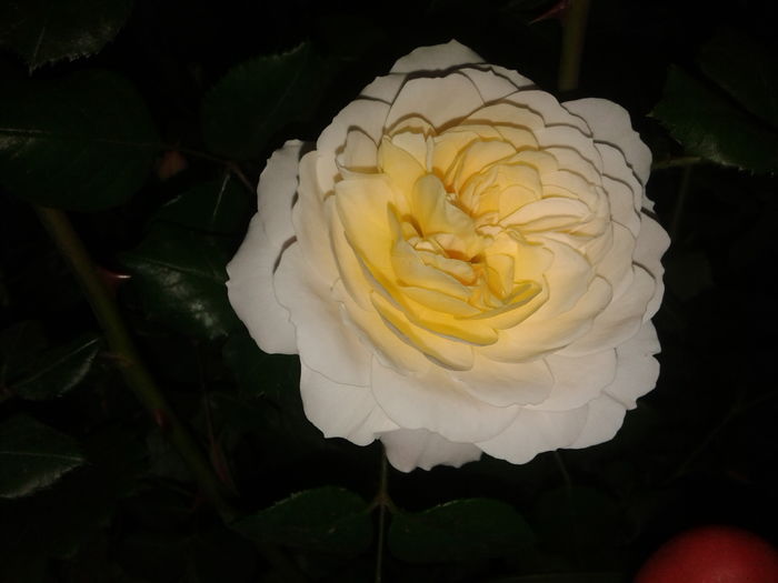 crocus rose