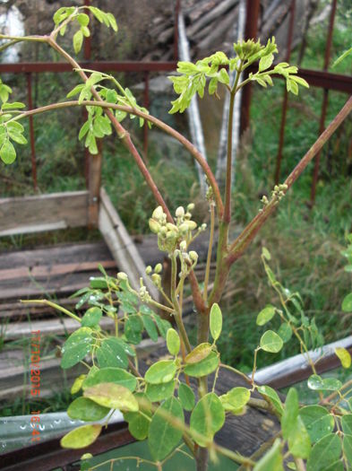 Moringa Oleifera boboci florali