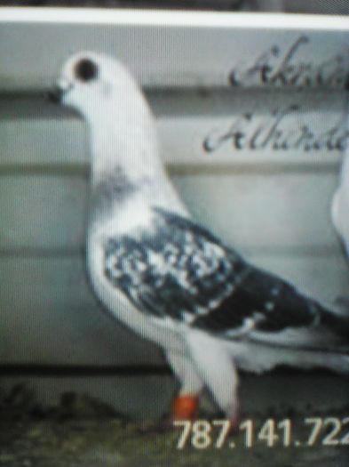 BARB ZBURĂTOR de DAMASC