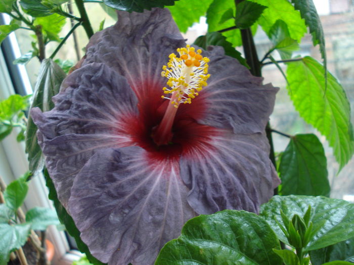 DSC04888 - Hibiscus Confederate Heart