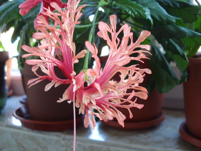 DSC09082 - Hibiscus Schizopetalus