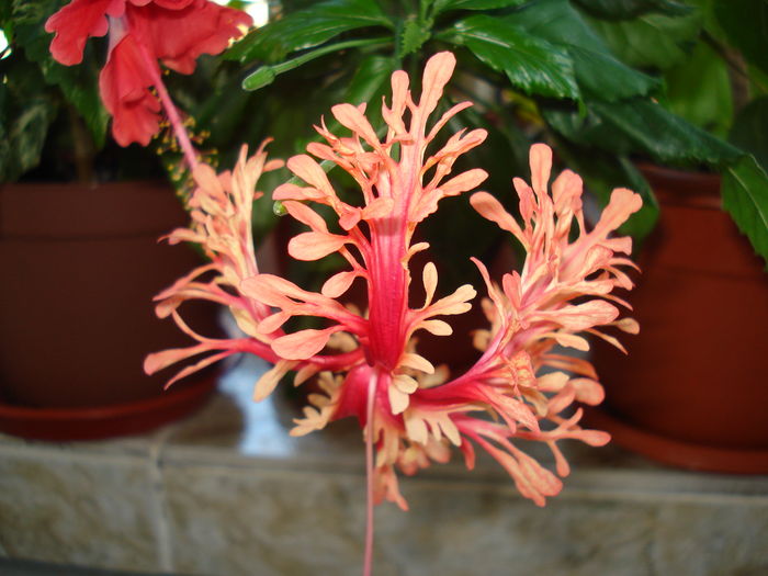 DSC09086 - Hibiscus Schizopetalus