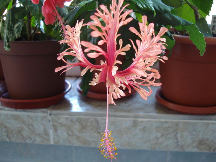 DSC09087 - Hibiscus Schizopetalus