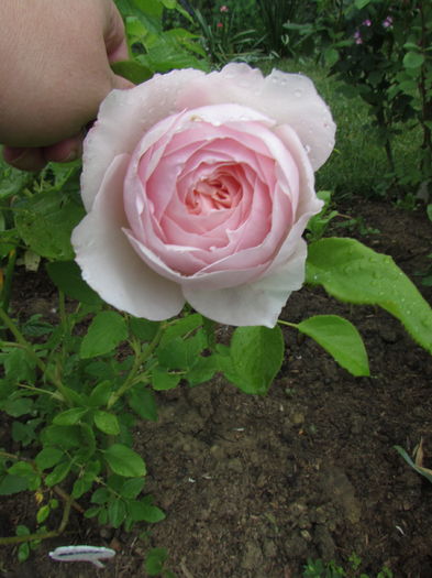 33