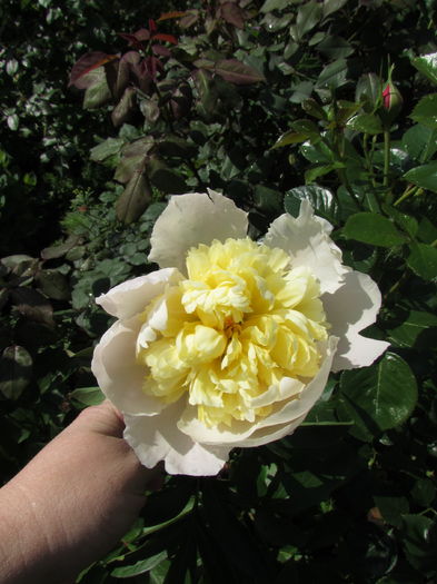 Bujor Primavera