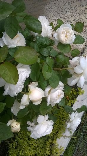 winchester cathedral - Trandafiri 2016