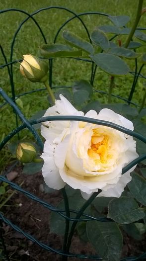 pilgrim - Trandafiri 2016