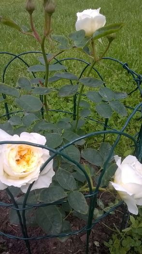 pilgrim - Trandafiri 2016