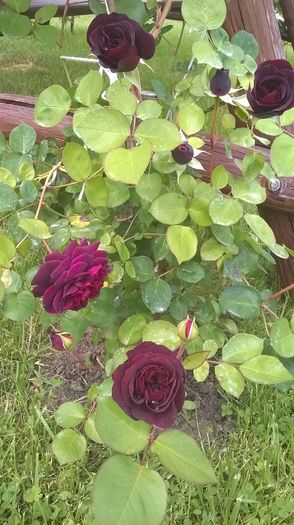 dimov 71 - Trandafiri 2016