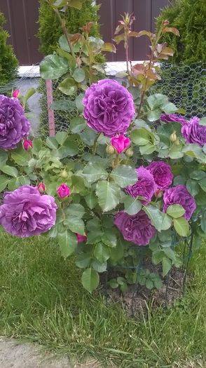 minerva - Trandafiri 2016