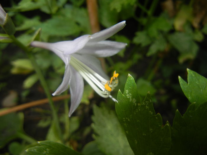 Hosta Aureomarginata (2015, July 19)