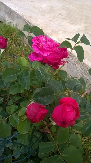 othello - Trandafiri 2016