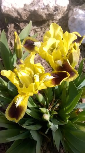 WP_20160403_16_28_19_Pro